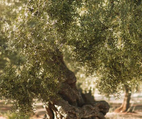 Natuzzi harmony chain olive tree